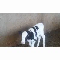 تخت شگم اول ۲۰شیر ۱۰روز زایمان کرد