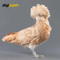 نیمچه مرغ لهستانی پولند طلایی|حیوانات مزرعه|قهدریجان, |دیوار