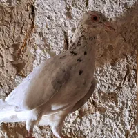 کبوتر قزوینی|پرنده|ساوه, |دیوار