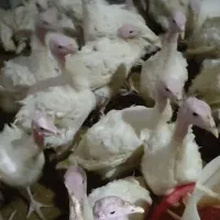 بوقلمون جوجه|حیوانات مزرعه|همدان, |دیوار