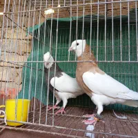 پرنده،کفتر،طوقی|پرنده|نیشابور, سرآب کوشک|دیوار