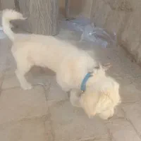 سگ فروشی|سگ|آباده, |دیوار