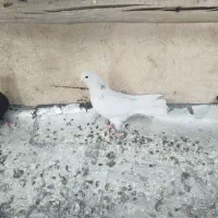 کبوتر پرشی