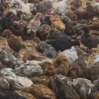 جوجه های محلی گلپایگان 35روزه