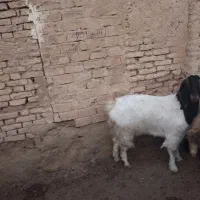 بز آبستن|حیوانات مزرعه|برخوار, |دیوار