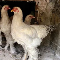 مرغ و خروس برهما