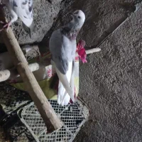 کبوتر|پرنده|پیر سلیمان, |دیوار