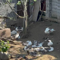 فروش غاز