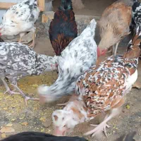 مرغ و خروس مینیاتوری|حیوانات مزرعه|مشهد, بلال|دیوار