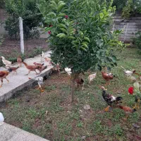 نیمچه مرغ وخروس فروشی|حیوانات مزرعه|سنگر, |دیوار