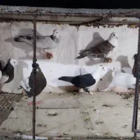 کفتر
