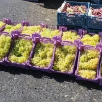 انگور عسگری درجه یک