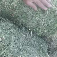 یونجه انباری و تازه چین دوم موجود|عمده‌فروشی|قیدار, |دیوار