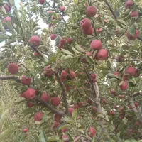 سیب درجه یک اورگانیک