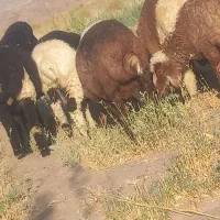 بره