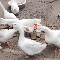 قوغاز اصل اکراینی تخم گذار