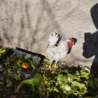 خروس گلین|حیوانات مزرعه|مبارکه, |دیوار