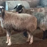 ۲راس سالار میش آبستن ترکی روزگاری|حیوانات مزرعه|شیراز, حافظیه|دیوار