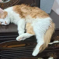 گربه پرشین میکس