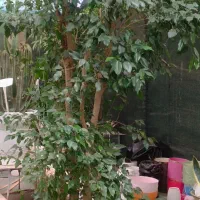 حراج گل و گیاه. فروش ویژه