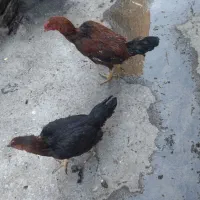 مرغ و خروس لاری