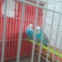 جفت بالغ|پرنده|گلبهار, شهر جدید گلبهار|دیوار