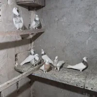 حیوانات اهلی