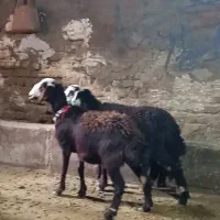 بره ماده کله سفید|حیوانات مزرعه|بروجرد, |دیوار