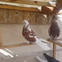 کفتر پرشی