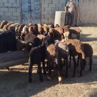 توقلی