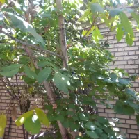 خانه-و-گلسنان-روستا