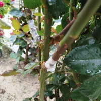 خدمات باغبانی|خدمات باغبانی و درختکاری|ارومیه, |دیوار