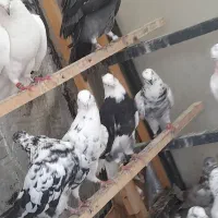 کفتر پرشی ۳۲ عدد