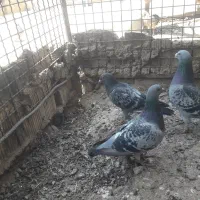 پلاکی اصل|پرنده|لردگان, |دیوار