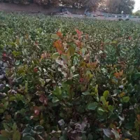 نهال پسته درجه یک