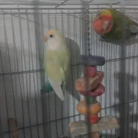 یک جفت کوتوله برزیلی