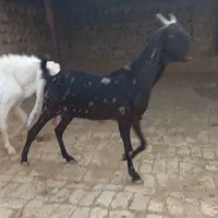 فروش بز و کهره و پازن کاموری و گلابی|حیوانات مزرعه|علامرودشت, |دیوار