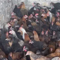 بزرگترین حراج جوجه مرغ خروس باری 4ماهه شیراز