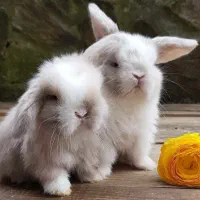 خرگوش اصیل لوپ مینیاتوری واکسن خورده و تربیت شده|موش و خرگوش|مشهد, احمدآباد|دیوار
