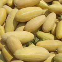 خربزه تیر درجه یک