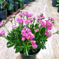 گل کالانکوعه