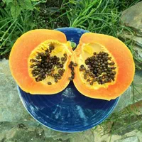 خدمات تخصصی باغبانی و فضای سبز در رشت و گیلان|خدمات باغبانی و درختکاری|رشت, گلسار|دیوار