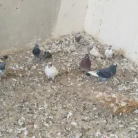 کبوتر پرشی
