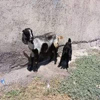 یک عدد بز ننه بالا