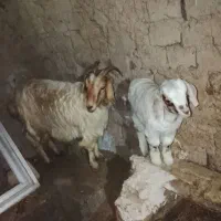 بزغاله جوان