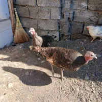 بوقلمون جون تخم گذار