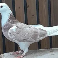 کفتر مایه پرشی ابلغ|پرنده|قم, سربخش|دیوار