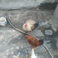 خروس