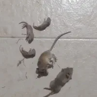 سم پاشی(سمپاشی)سوسک ساس موش وکلیه حشرات