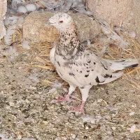 کبوتر طوقی دوکت هفت رنگ کلاغ دم سفید|پرنده|سبزوار, ابارش|دیوار